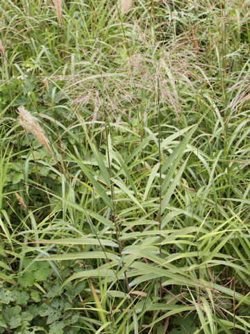 Phragmites japonica