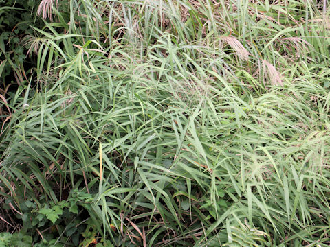 Phragmites japonica