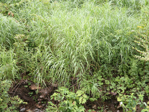 Phragmites japonica