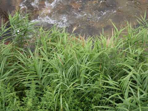 Phragmites japonica