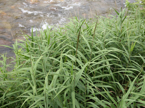 Phragmites japonica