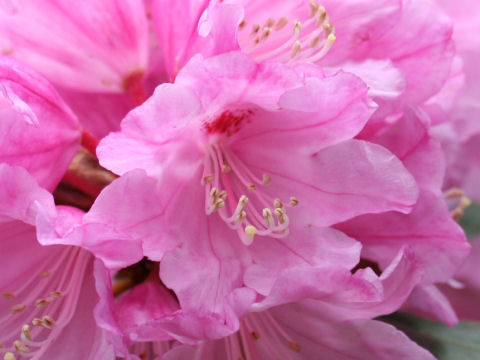 Rhododendron degronianum var. heptamerum