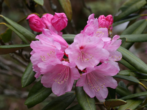 Rhododendron degronianum var. heptamerum