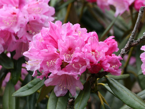 Rhododendron degronianum var. heptamerum