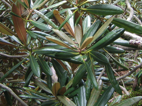 Rhododendron degronianum var. heptamerum