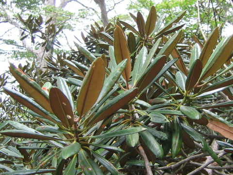 Rhododendron degronianum var. heptamerum