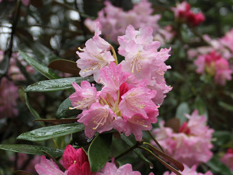 Rhododendron degronianum var. heptamerum