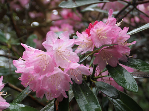 Rhododendron degronianum var. heptamerum