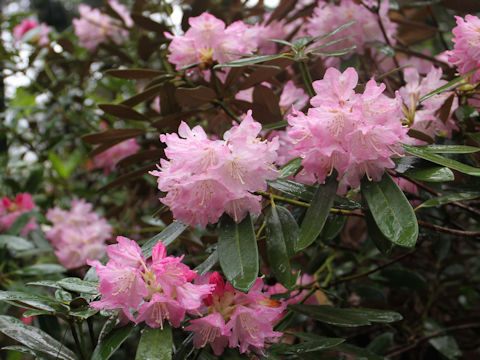 Rhododendron degronianum var. heptamerum