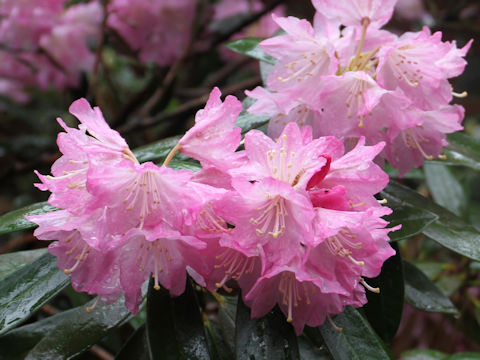 Rhododendron degronianum var. heptamerum