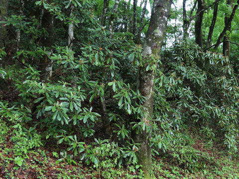 Rhododendron degronianum var. heptamerum