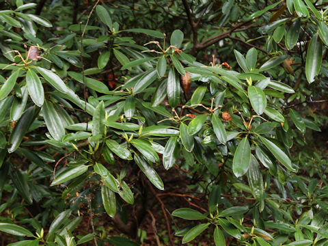 Rhododendron degronianum var. heptamerum