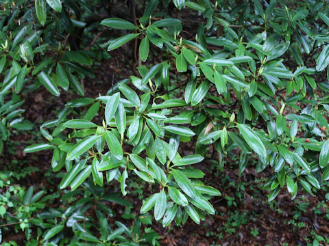 Rhododendron degronianum var. heptamerum