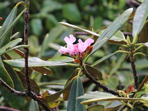 Rhododendron degronianum var. heptamerum