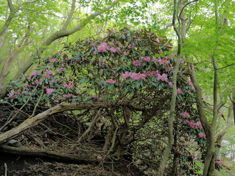 Rhododendron degronianum var. heptamerum