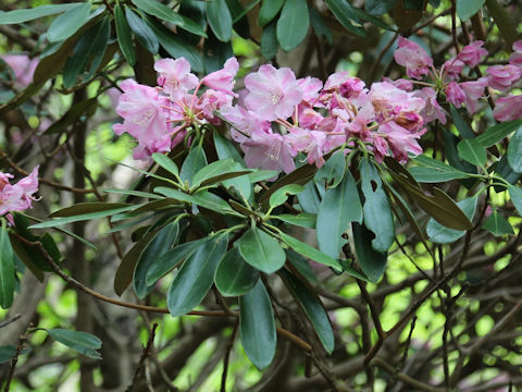 Rhododendron degronianum var. heptamerum