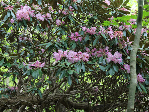 Rhododendron degronianum var. heptamerum