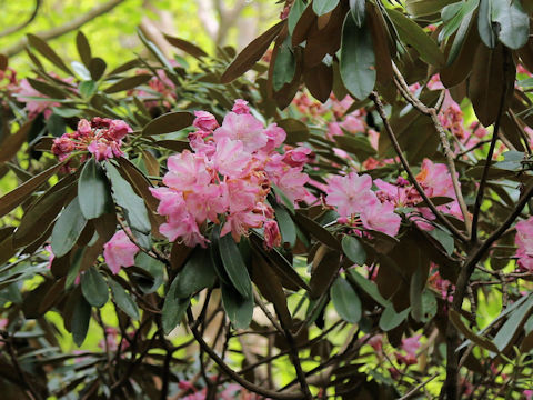 Rhododendron degronianum var. heptamerum