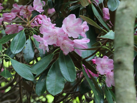 Rhododendron degronianum var. heptamerum