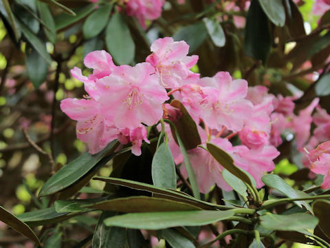 Rhododendron degronianum var. heptamerum