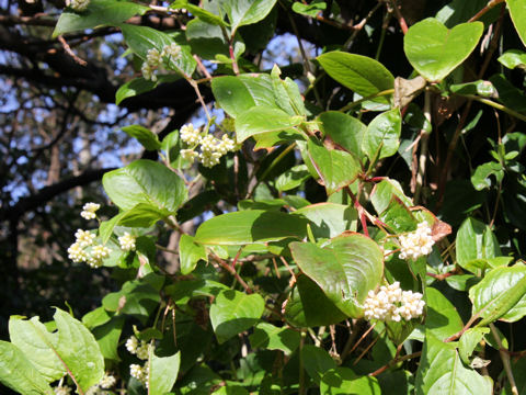 Persicaria chinensis