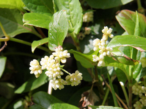 Persicaria chinensis