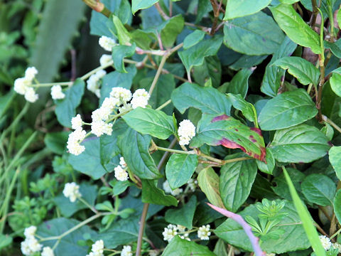 Persicaria chinensis