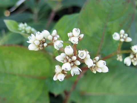 Persicaria chinensis