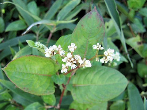 Persicaria chinensis