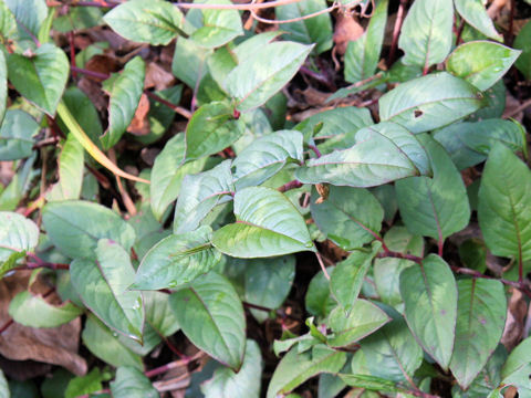 Persicaria chinensis