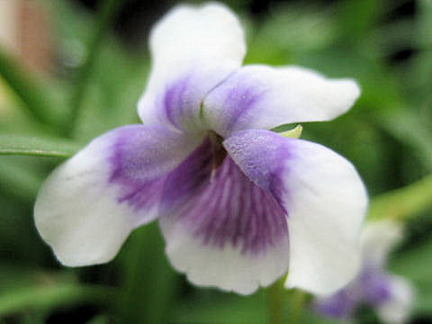 Viola hederacea