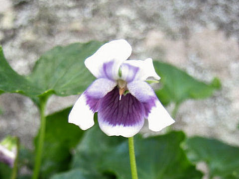 Viola hederacea