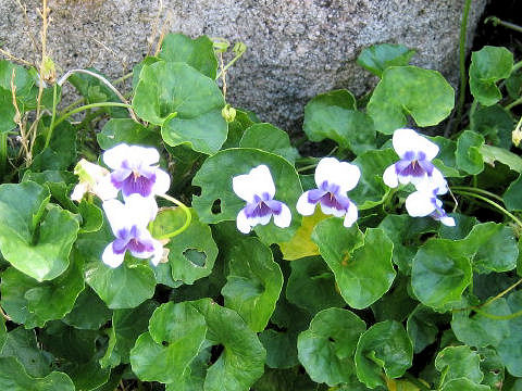 Viola hederacea