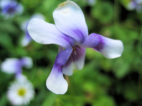 Viola hederacea