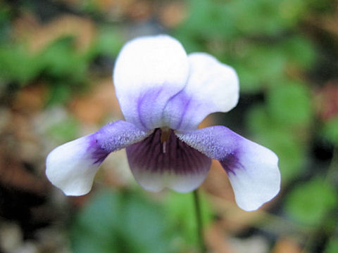 Viola hederacea