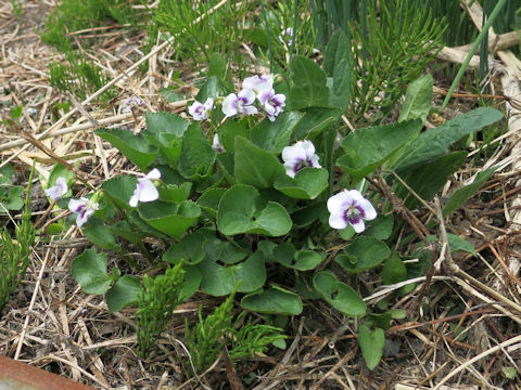 Viola hederacea