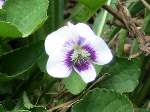Viola hederacea