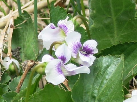 Viola hederacea