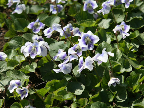 Viola hederacea