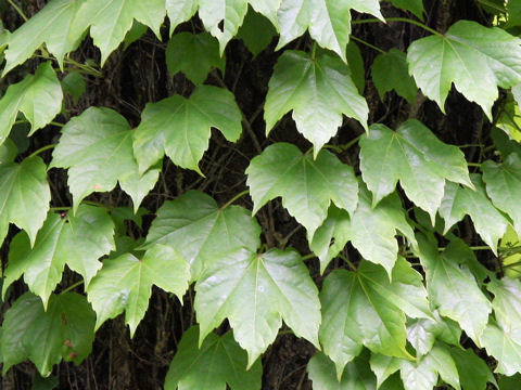 Parthenocissus tricuspidata