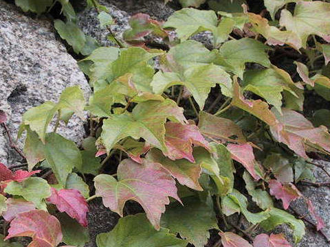 Parthenocissus tricuspidata