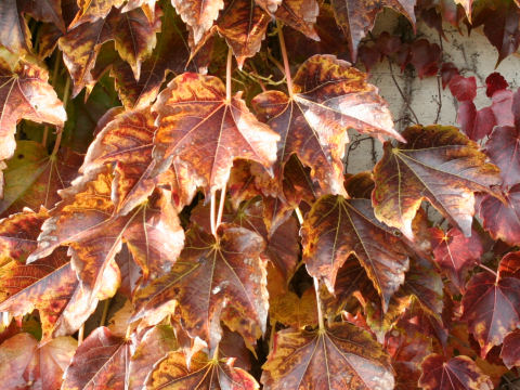 Parthenocissus tricuspidata