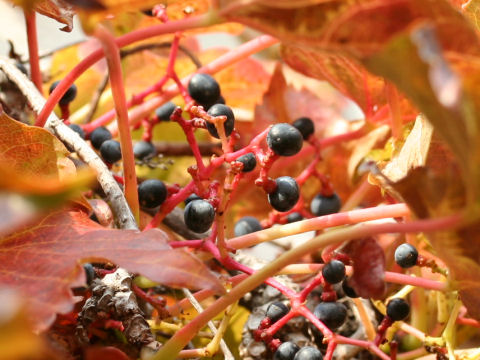 Parthenocissus tricuspidata