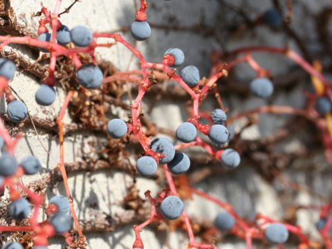 Parthenocissus tricuspidata