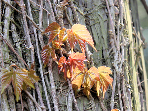 Parthenocissus tricuspidata