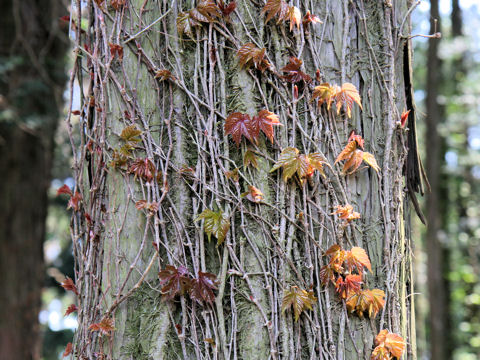 Parthenocissus tricuspidata