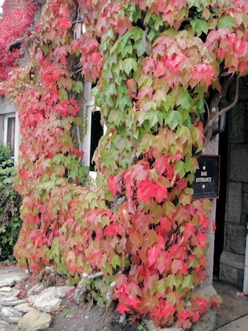 Parthenocissus tricuspidata