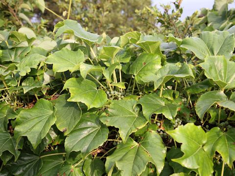 Parthenocissus tricuspidata