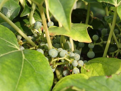 Parthenocissus tricuspidata