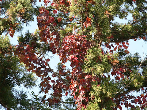 Parthenocissus tricuspidata